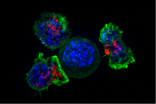 t cell attacking a cancer cell