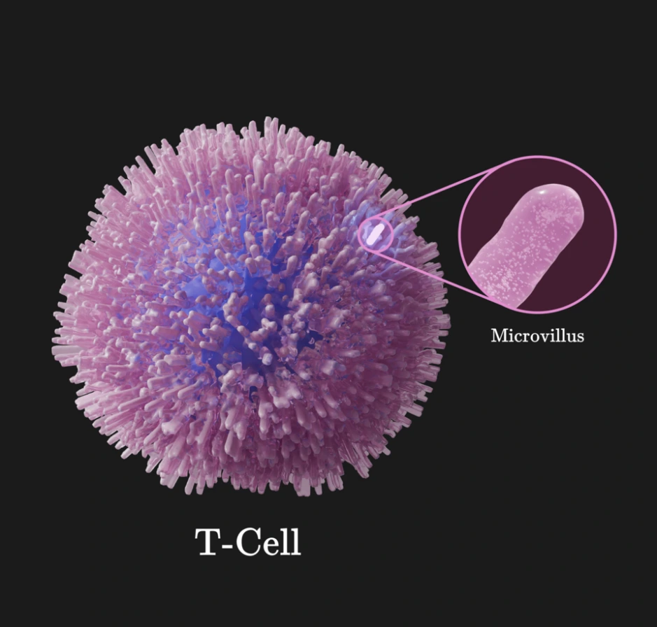 t-cell