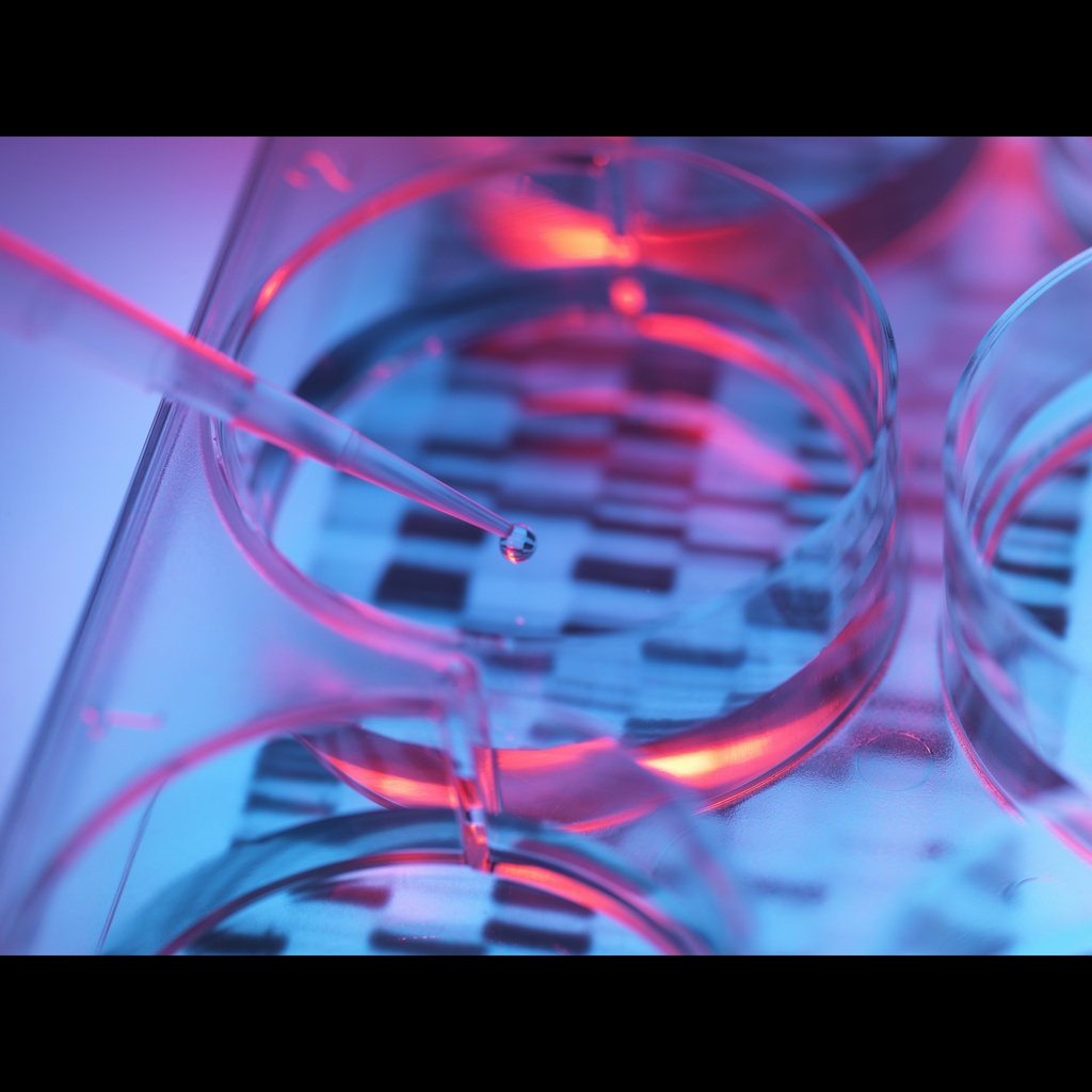 pCDHsize:CMVsize:MCSsize:EF1size:RFP cDNA Cloning and Expression Vector size: 10 ug