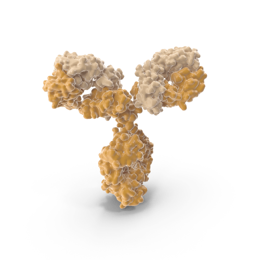 Goat mScarlet Polyclonal Antibody size: 0.3mg