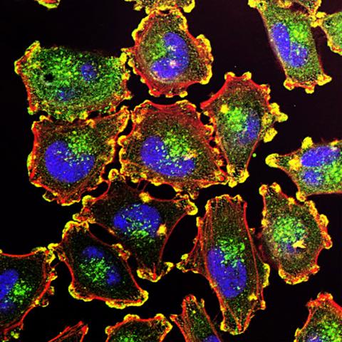 cells 